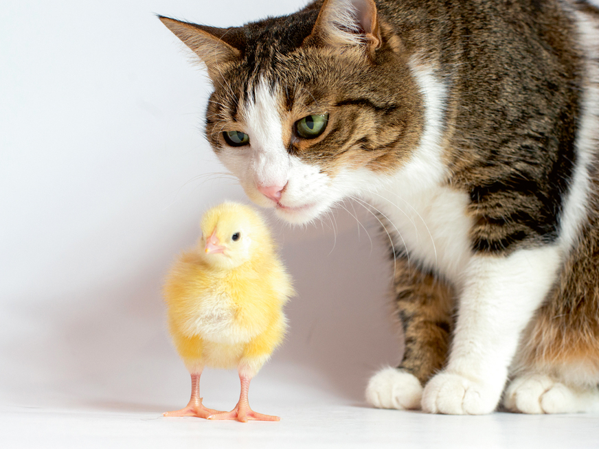 Cālīšiem vajag drošu telpu, kur nevar iekļūt kaķis, žurkas vai citi plēsēji.