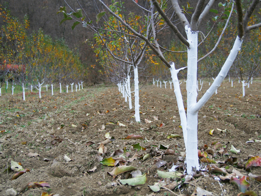 Koku stumbrus parasti apstrādā vēlu rudenī vai pat ziemā, kad gaisa temperatūra ir ap 0 grādu.