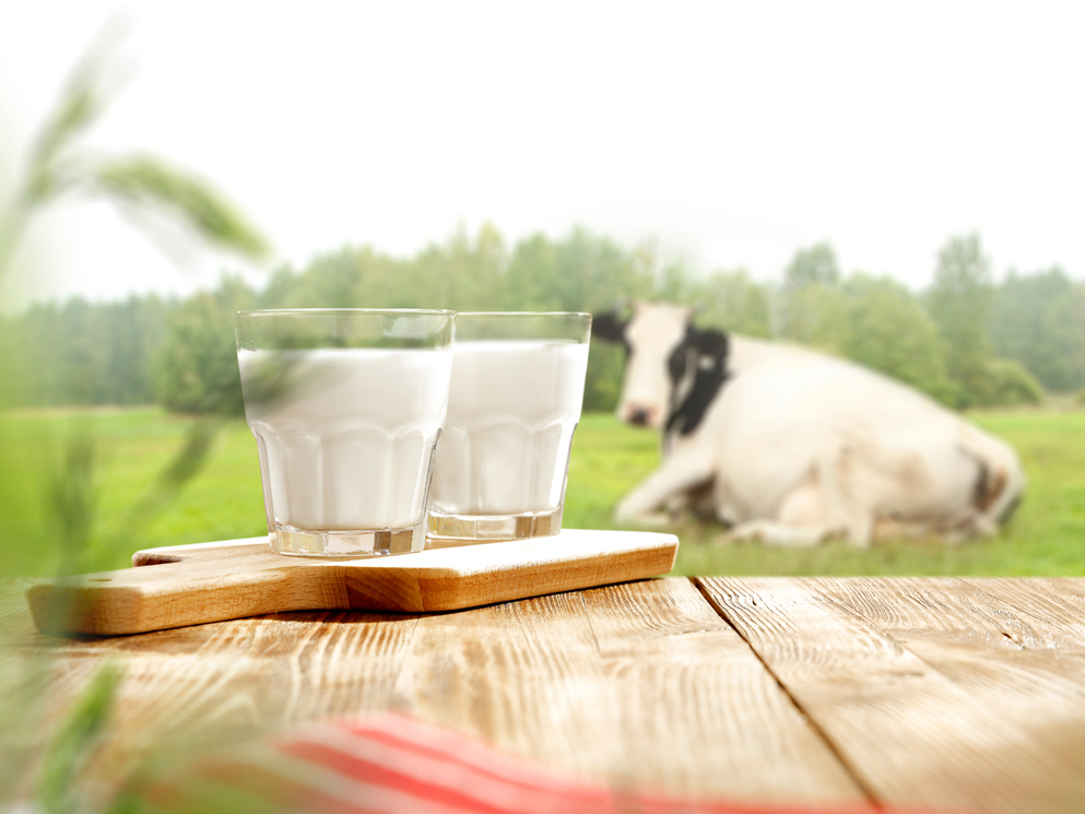Lai gan slaucamo govju skaits sarūk, nodotā piena apmērs aug, kas liecina par ganāmpulku produktivitātes pieaugumu.