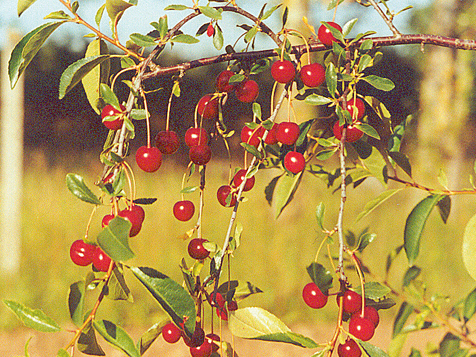 Stepes ķirsis 'Želannaja'.