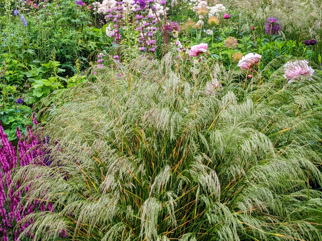 Ciņusmilga izceļas ar vienkāršo formu un vieglas faktūras ziedu skariņām, kas apstādījumiem dārzā piešķir viegluma izjūtu.