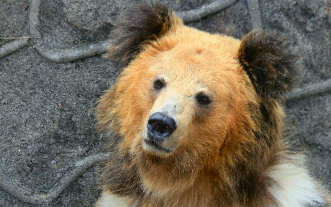 Tibetas lācis. 