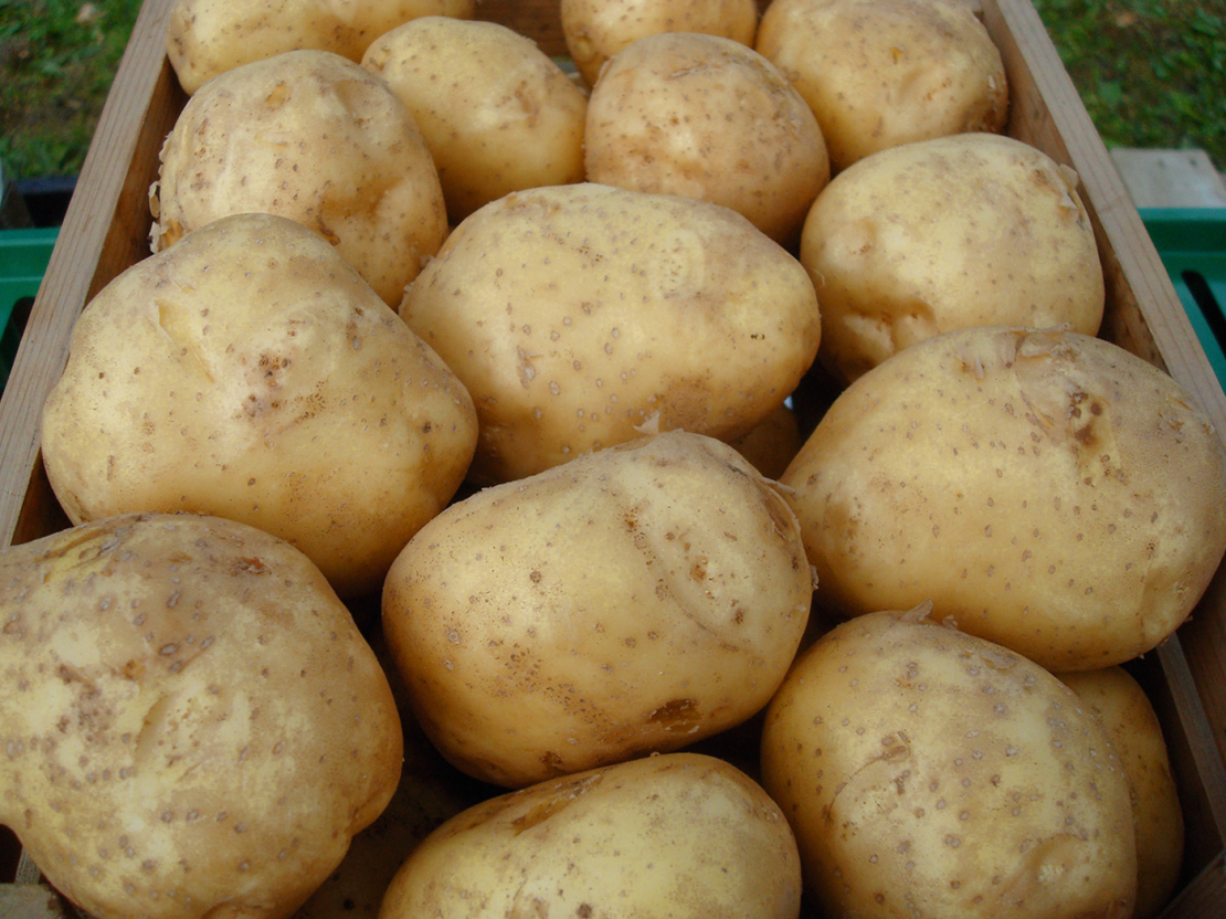 ‘Rigonda’ ieteicama agro šķirņu audzētājiem. 