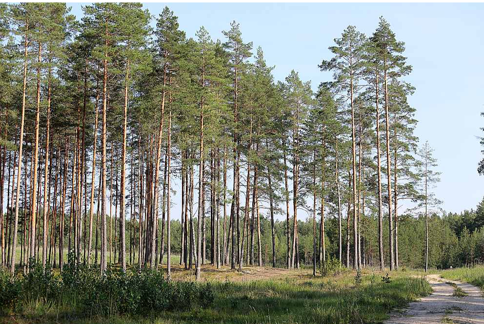 Meža nozare aizdomājusies, kā pārvērst Latvijas zaļo zeltu vērtīgākos produktos nekā līdz šim. Vietas uzlabojumiem – cik uziet.