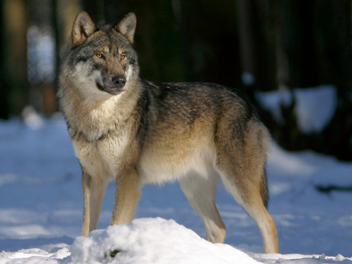 Pelēkais vilks (Canis lupus).
