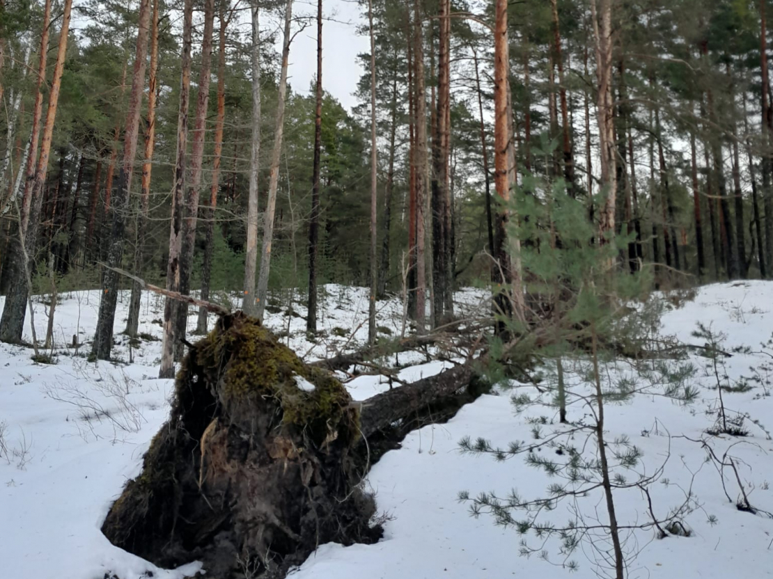 Bojāta priede. Sakņu trupe, kas ir sēnīšu izraisīta slimība, ar sporu palīdzību no nozāģētajiem bojātajiem kokiem var "pārceļot" uz mežaudzes veselīgo daļu.
