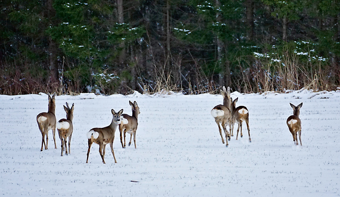 Mazāk slimu plēsēju – mazāk iespēju inficēties stirnām.