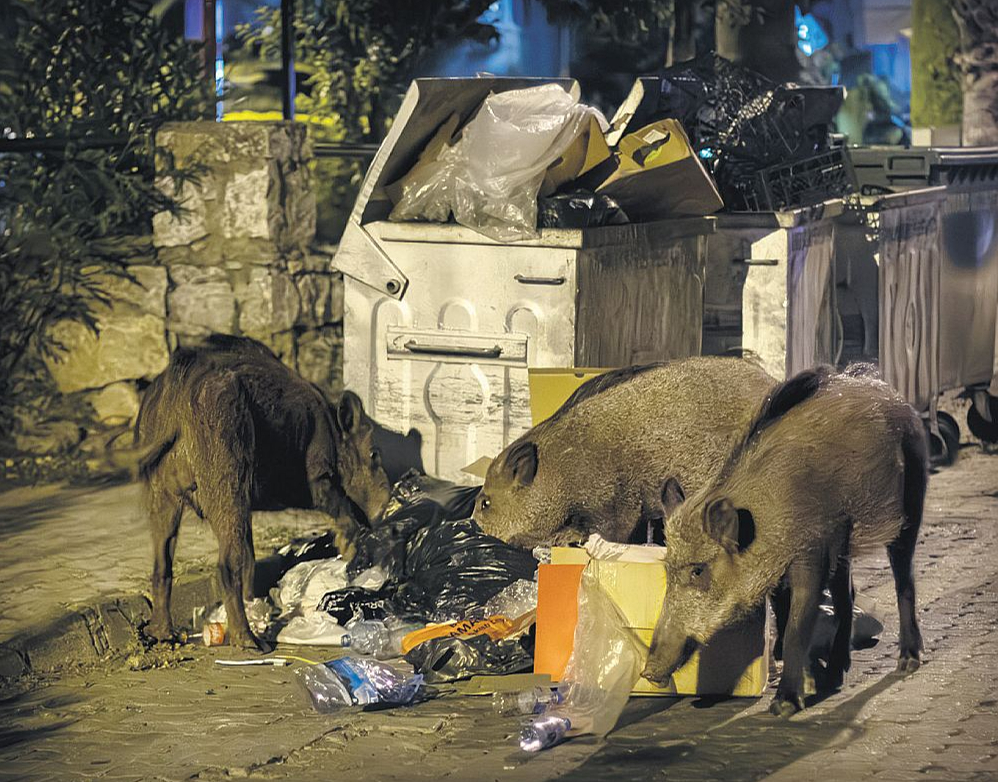 Cūkas pirmajā piegājienā plānots šaut galvenokārt Kleistos un Bolderājas, Iļģuciema un Imantas pievārtē. Medību teritorijas ietver Spilves lidostu, Lāčupes kapus, Bolderājas karjera apkārtni, kā arī daudzviet Kleistu, Buļļu un Daugavgrīvas ielām piegulošos mežus un pļavas. (Attēlam ilustratīva nozīme.)