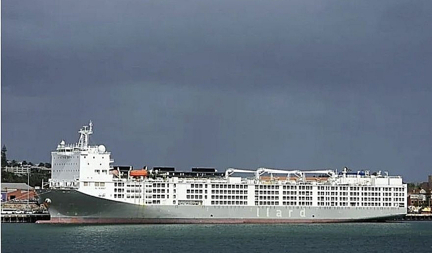Dzīvu mājlopu pārvadāšanas kuģis "Al Kuwait"