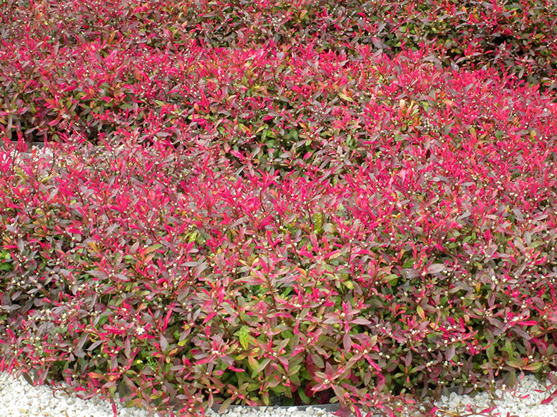 Betzicka alternantēra 'Red With Green'.