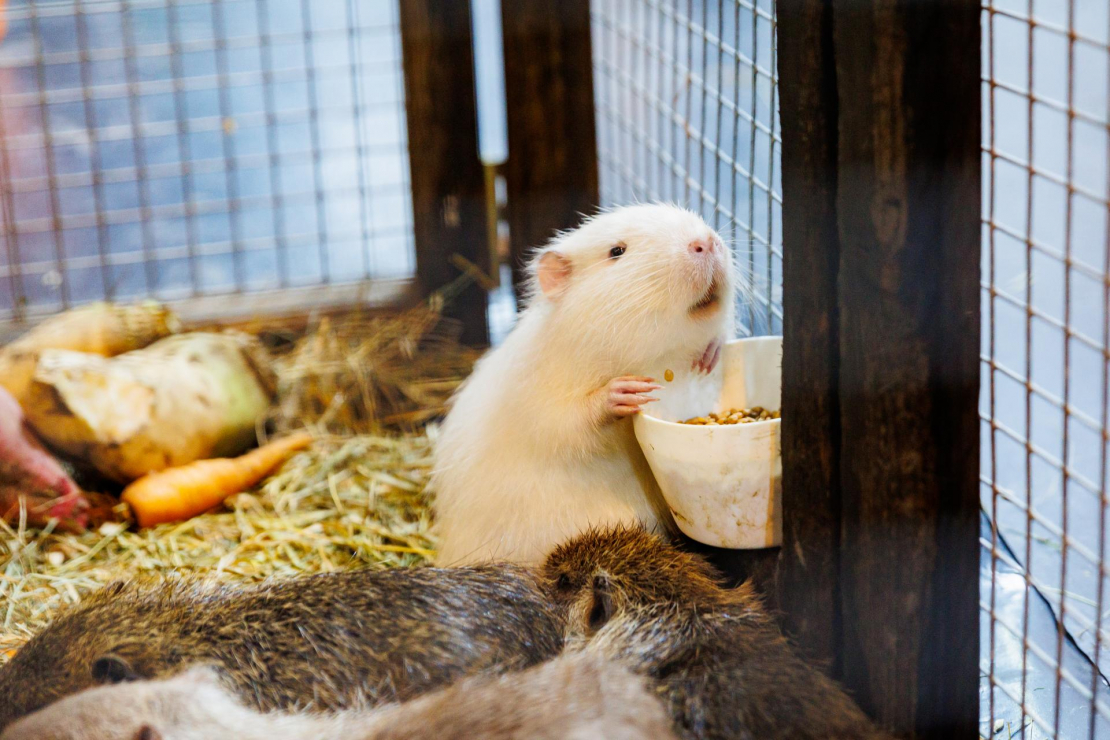 Izstādē "Pet Expo".