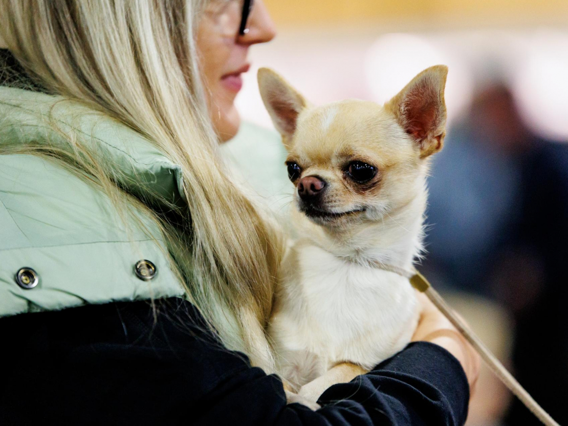 Izstādē "Pet Expo".