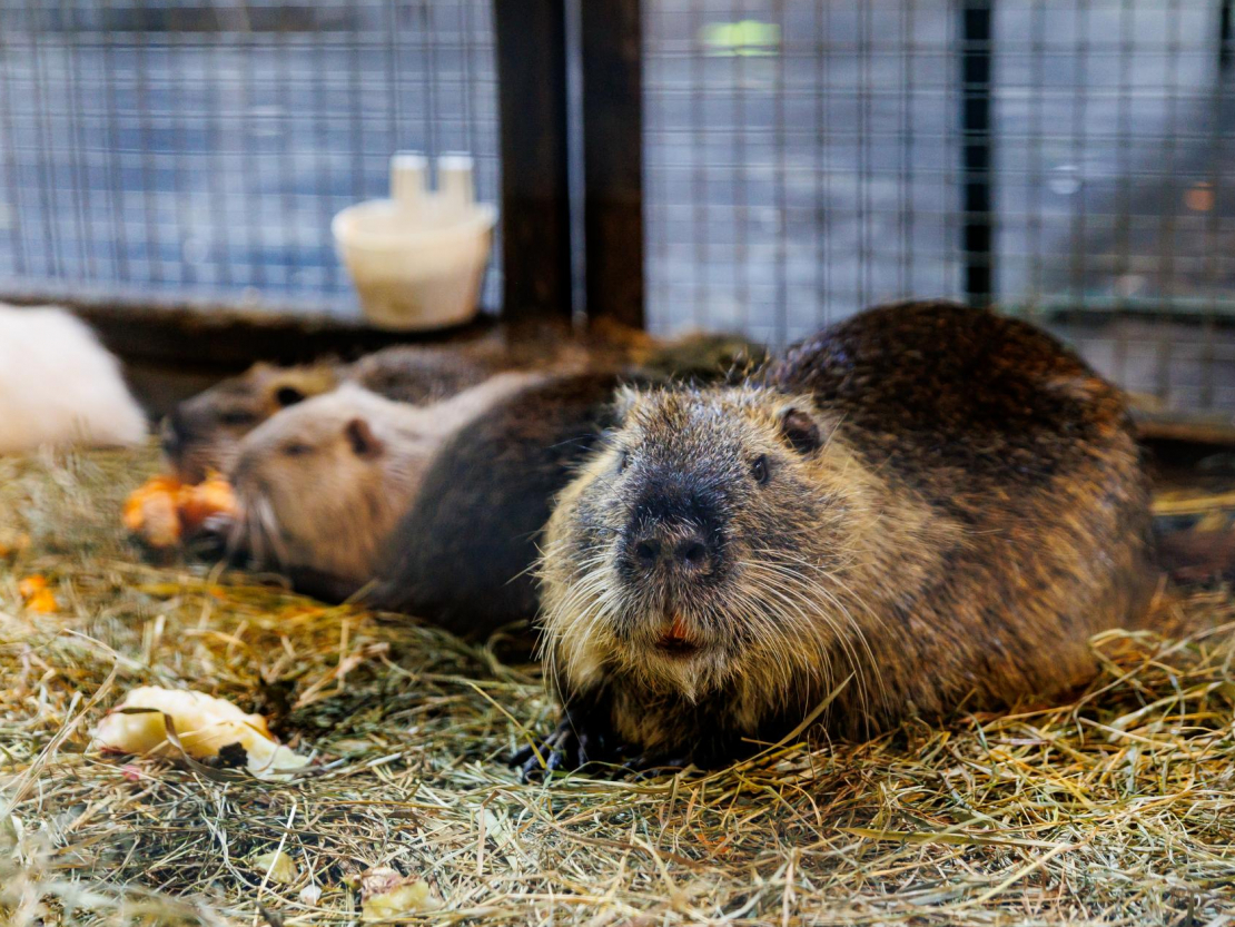 Izstādē "Pet Expo".