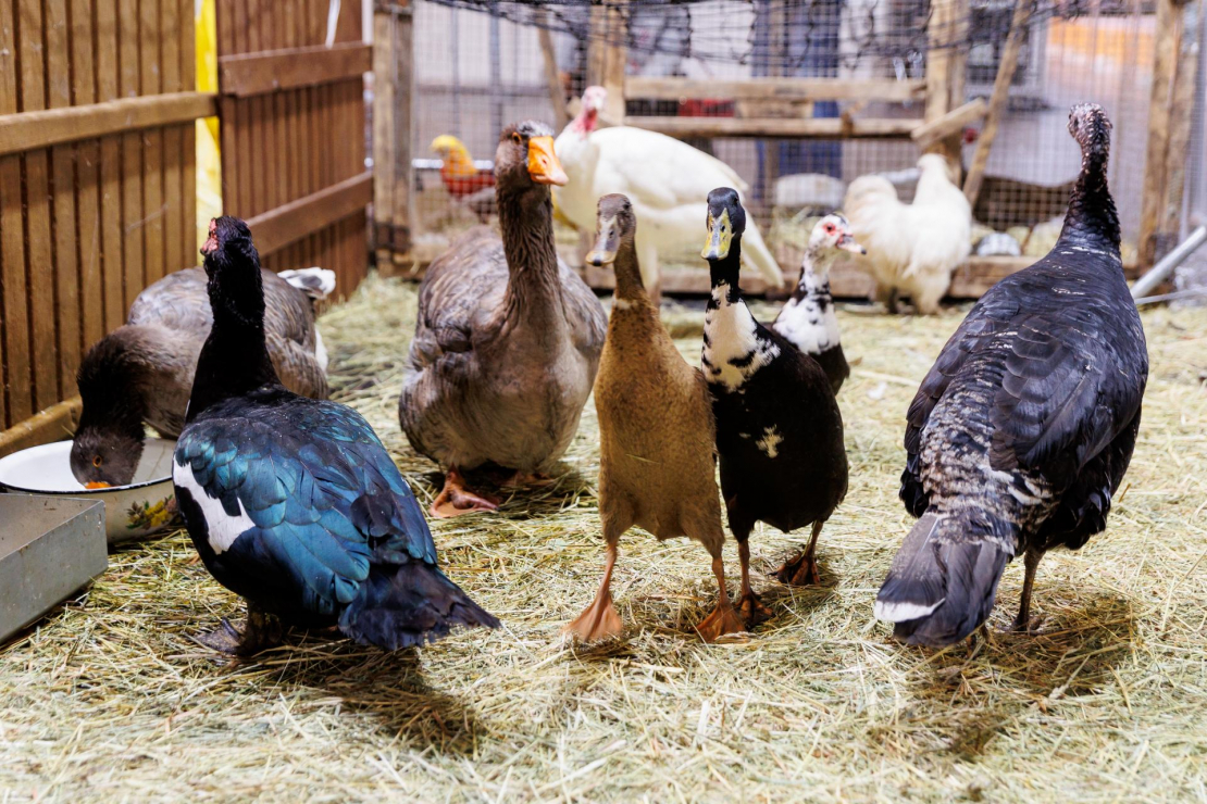 Izstādē "Pet Expo".