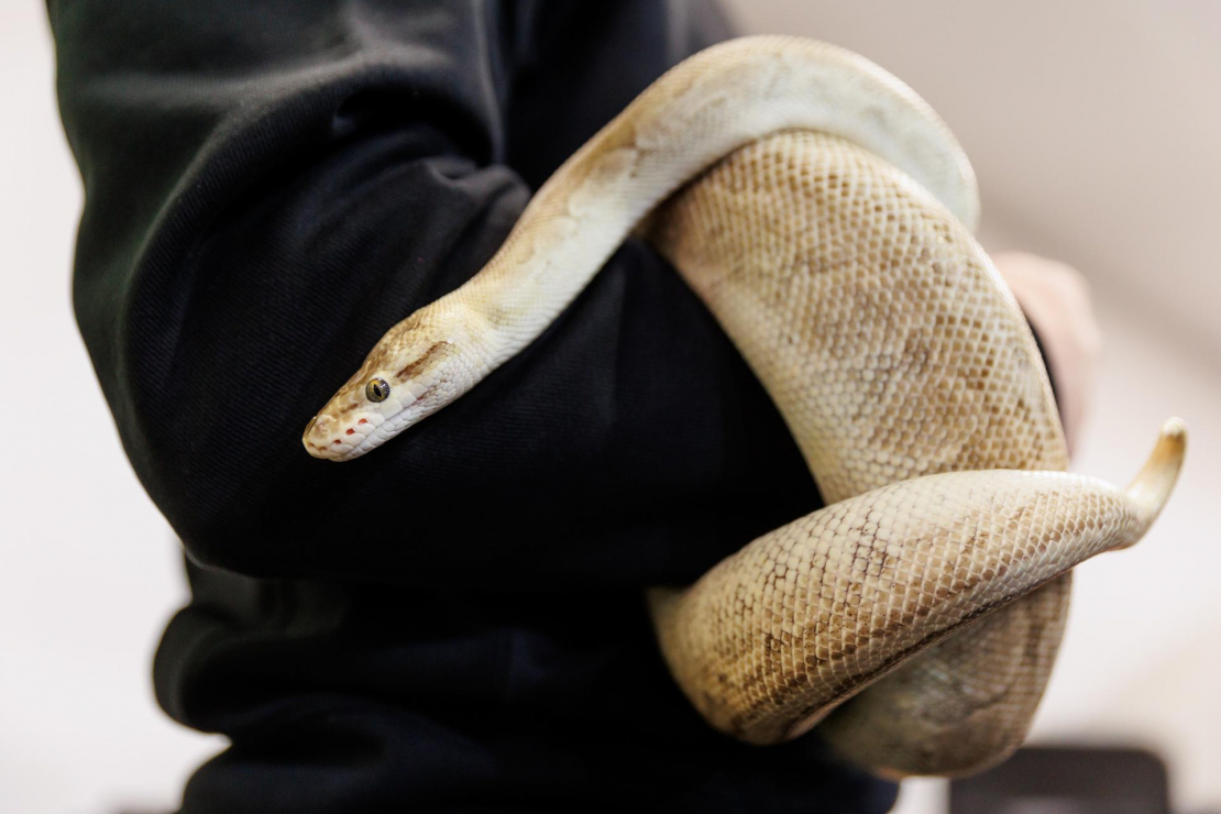 Izstādē "Pet Expo".