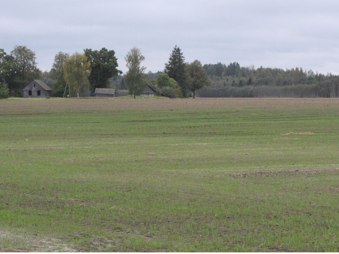 Ziemāju sējumi Alūksnes pusē. Ilustratīvs attēls.