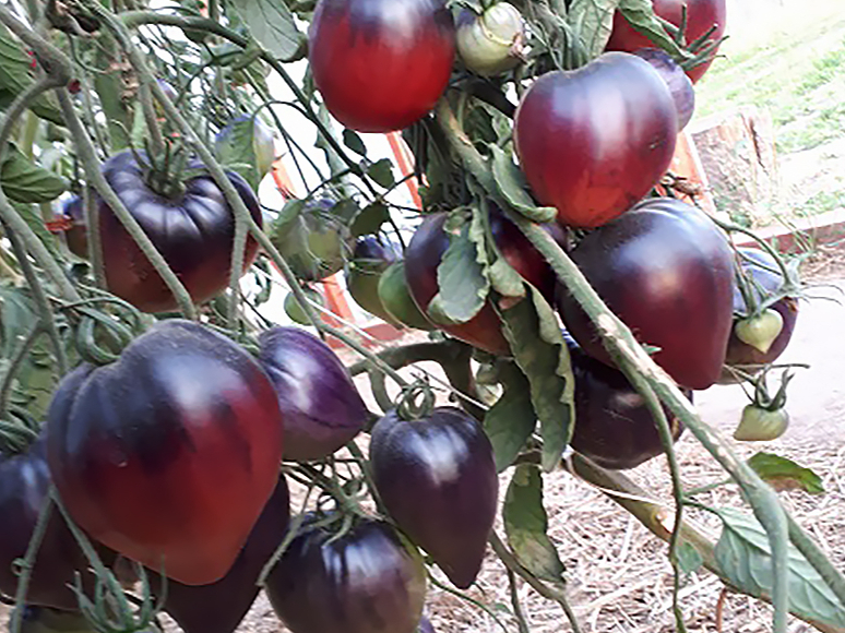 'Seržants Pepers'.