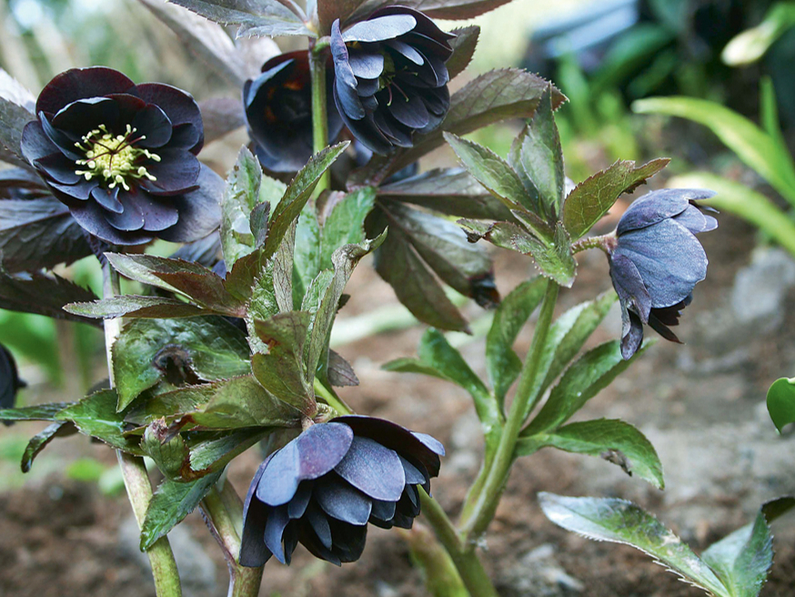 Pildītajām sniegrozēm ir milzīga hibrīdu dažādība.