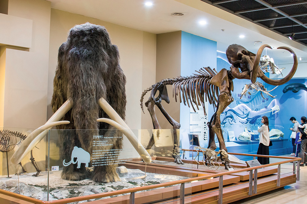Mamuta (Mammuthus primigenius) modelis un fosilija Seodaemunas Dabas vēstures muzejā.