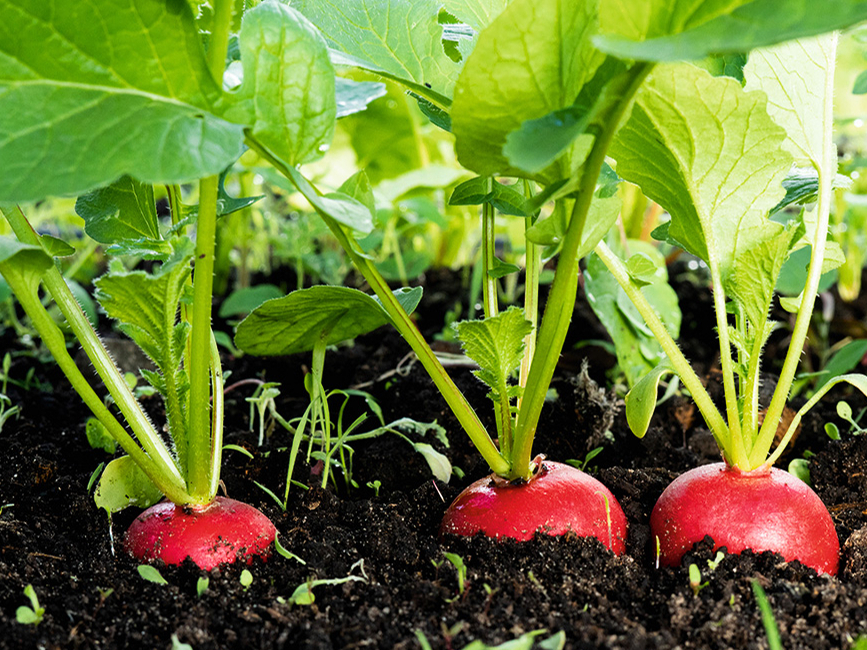 Siltumnīcā labi redīsi izaug tikai tad, ja sēti ļoti agri pavasarī. 