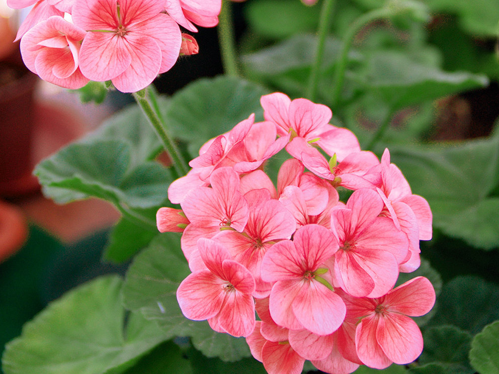 Pelargonijas ir vienas no izturīgākajām puķēm. Tāpēc tās var pirkt arī jaunstādu vecumā un izaudzēt stādus pat mājas apstākļos.