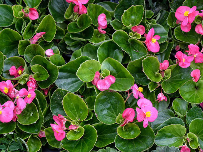 Itin labi uz palodzes un vēlāk neapkurināmā siltumnīcā var izaudzēt begonijas, ledenītes (attēlā), pelargonijas, fuksijas.