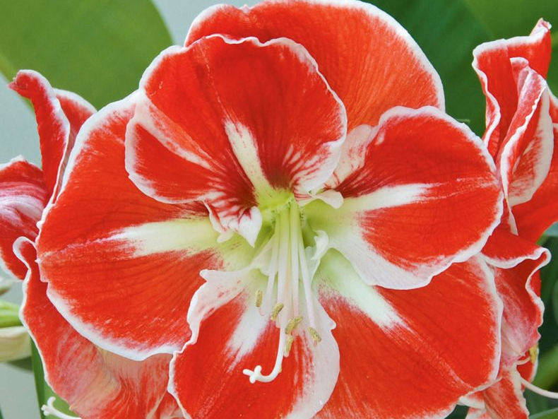 Ziedošs hipeastrs jeb amarillis.