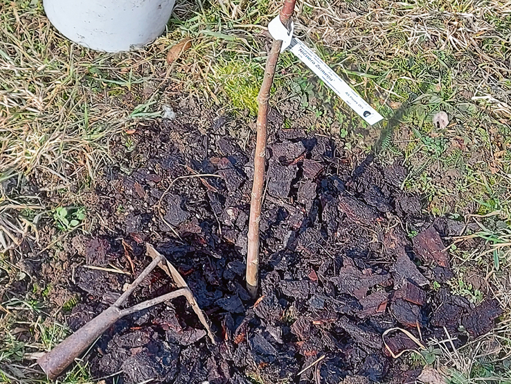 Jaunajam kociņam pavasarī uzrušina mulčas kārtu ap stumbru, lai augsne labāk iesilst.
