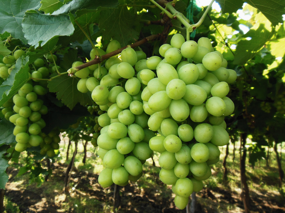 Vīnogas var audzēt visā Latvijas teritorijā, tikai jāizvēlas katrai vietai piemērotas šķirnes.