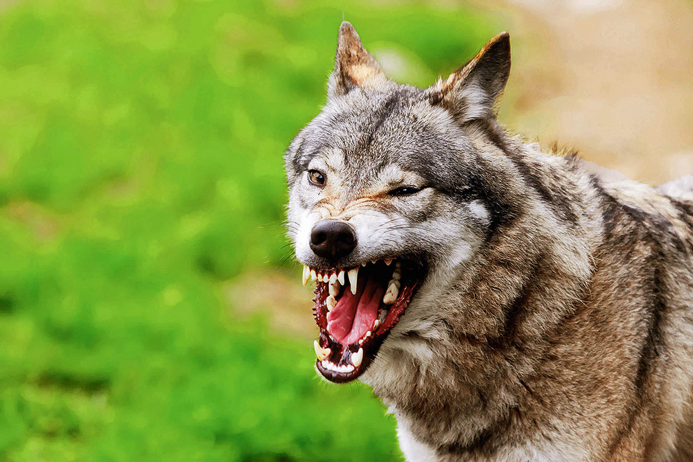 Vilks jeb Canis lupus pārsvarā mīt Eiropā, Āzijā un Ziemeļamerikā, ir skaustā līdz 85 centimetriem liels un vidēji nodzīvo sešus gadus (atsevišķos gadījumos arī 12). 