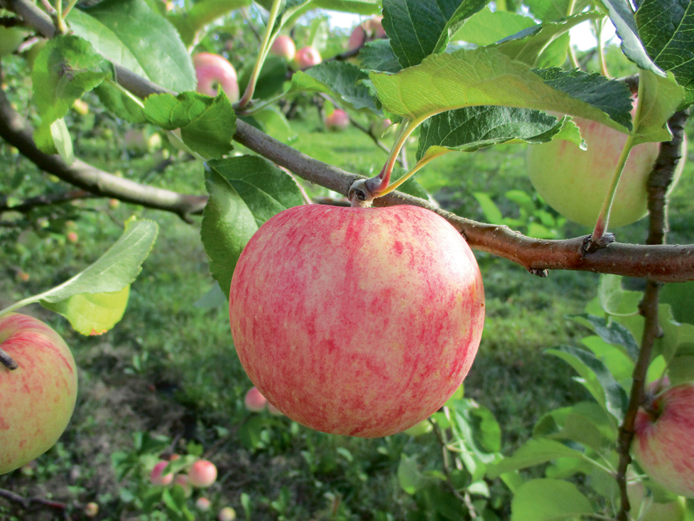 Rožābele 'Suislepp'.