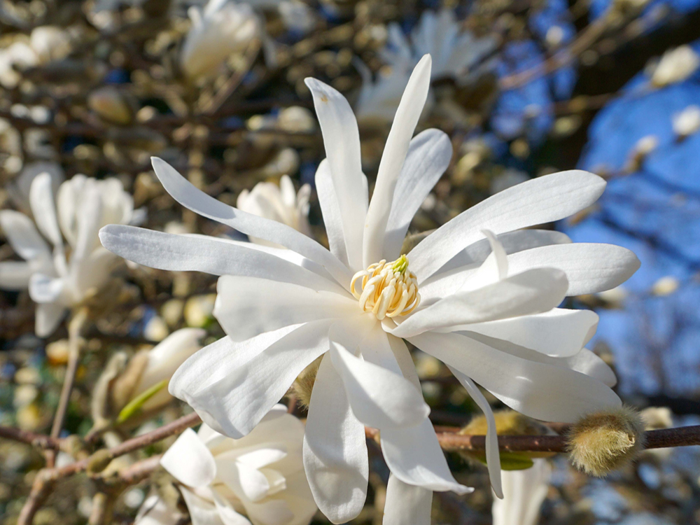 Magnolijas zieds.