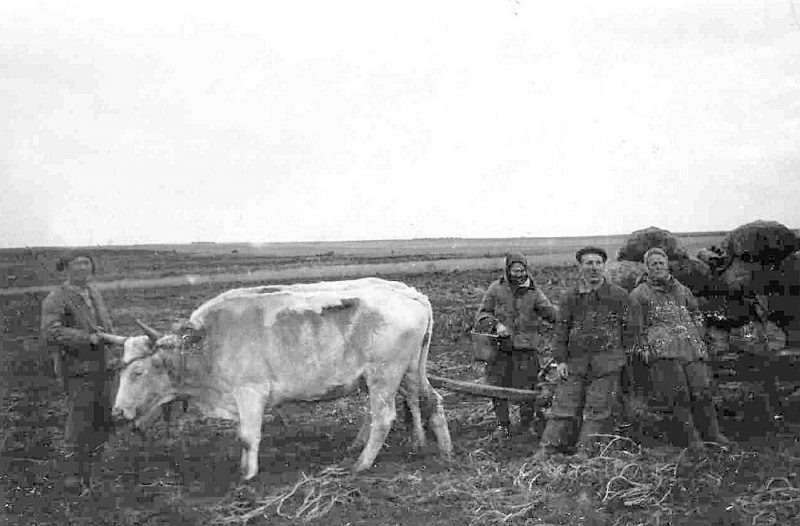 Izsūtītie no Igaunijas Krasnojarskas apgabala Novoselkovas rajonā lauku darbos 1950. gadā. Novoselkovas rajonā specnometinātajiem nedeva zirgus, tāpēc art nācās ar vēršiem.