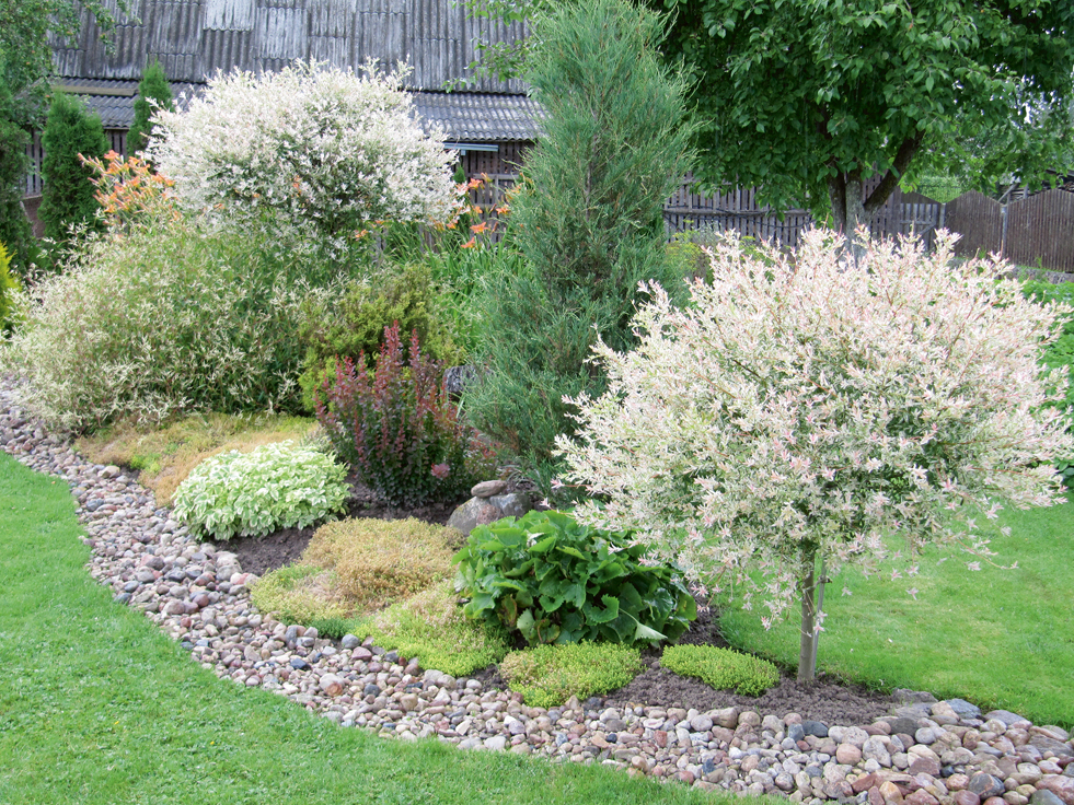  ‘Hakuro-Nishiki’ vītoli stādījumos.