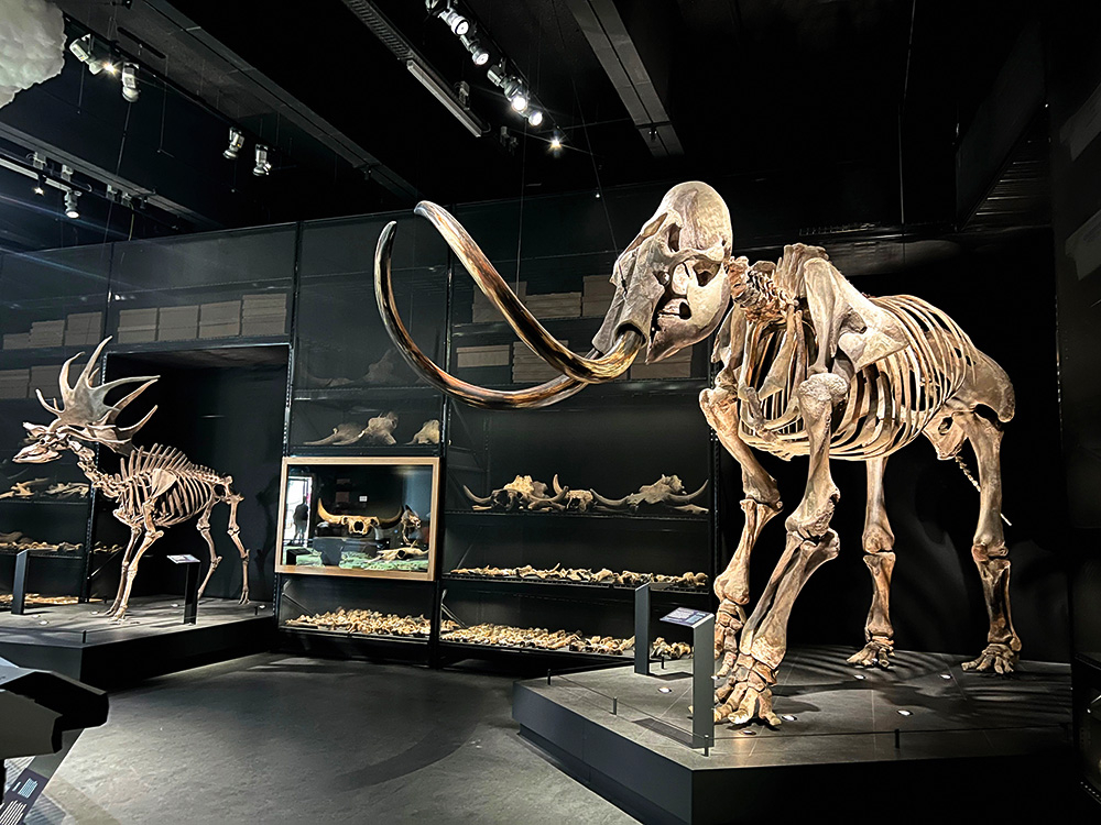 Mamuta skelets Naturalis bioloģiskās daudzveidības centrā Nīderlandē.