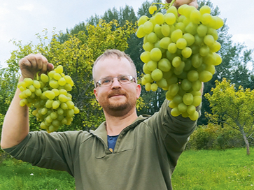 Vislielākais vīnogu ķekars svēra 2,56 kg.