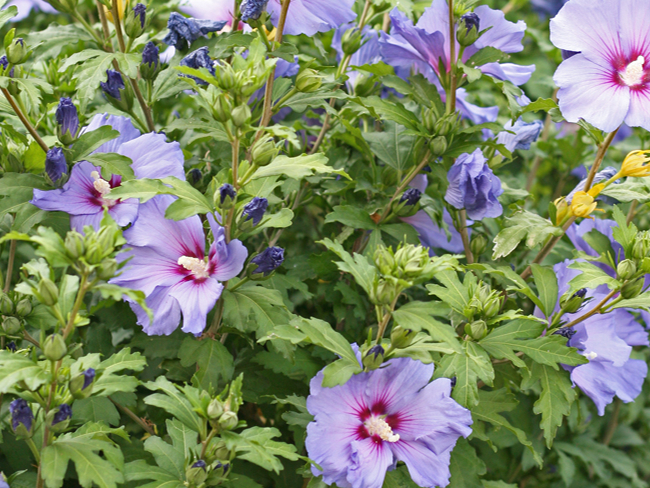 Ziedošs hibisks.