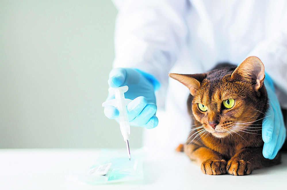 Kaķis. Veterinārārsts.