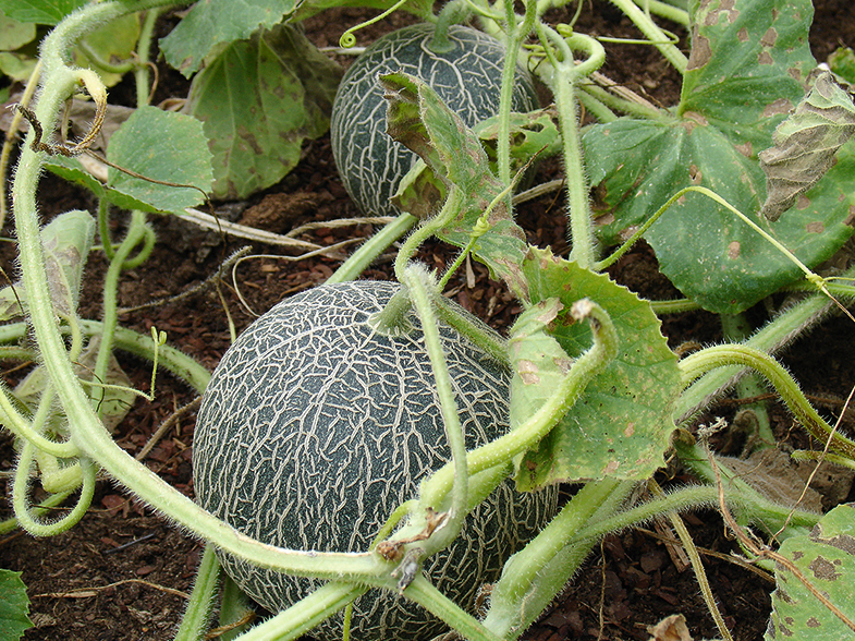 Melones labāk aug no vēja aizsargātās, saulainās vietās.