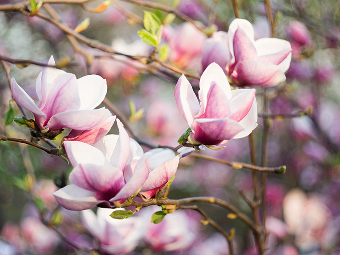 Ja vēlas, lai magnolija sāk ziedēt agrāk, ieteicams iegādāties pēc iespējas lielāku stādu.