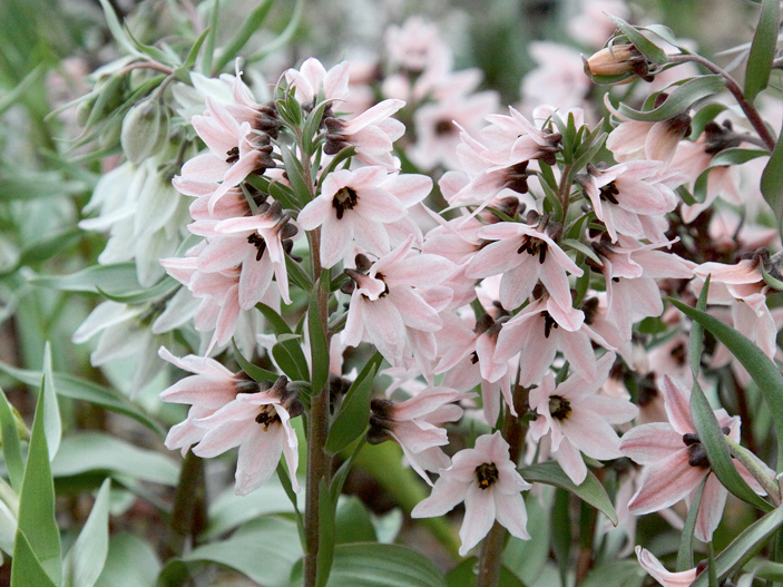Ragainā fritilārija.