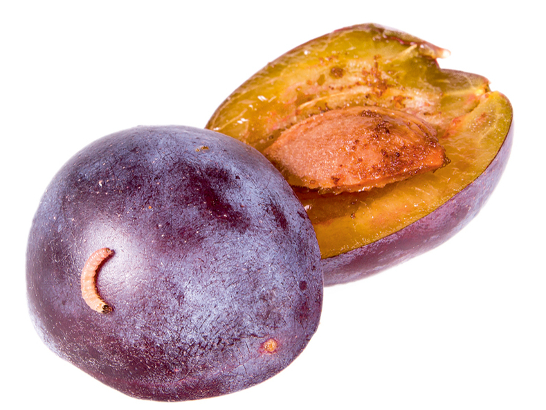 Tinēja bojāta plūme.