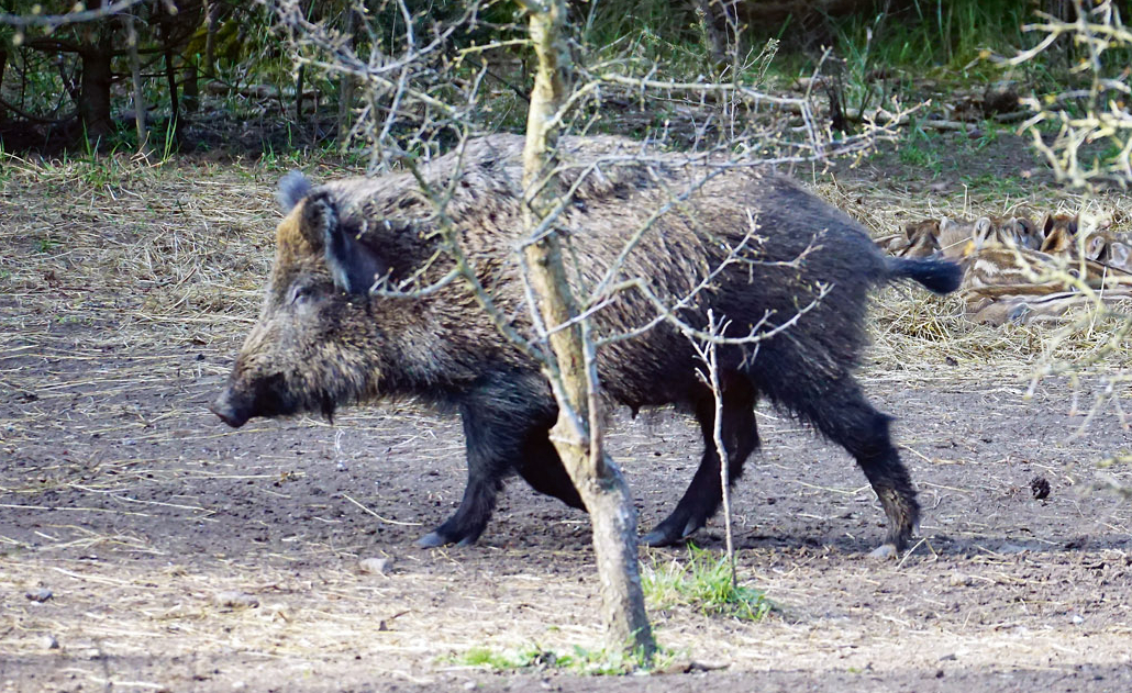 Mežacūkas.