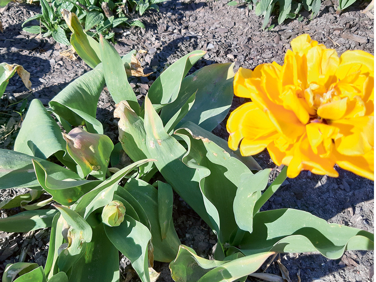 Apsalusi tulpe.