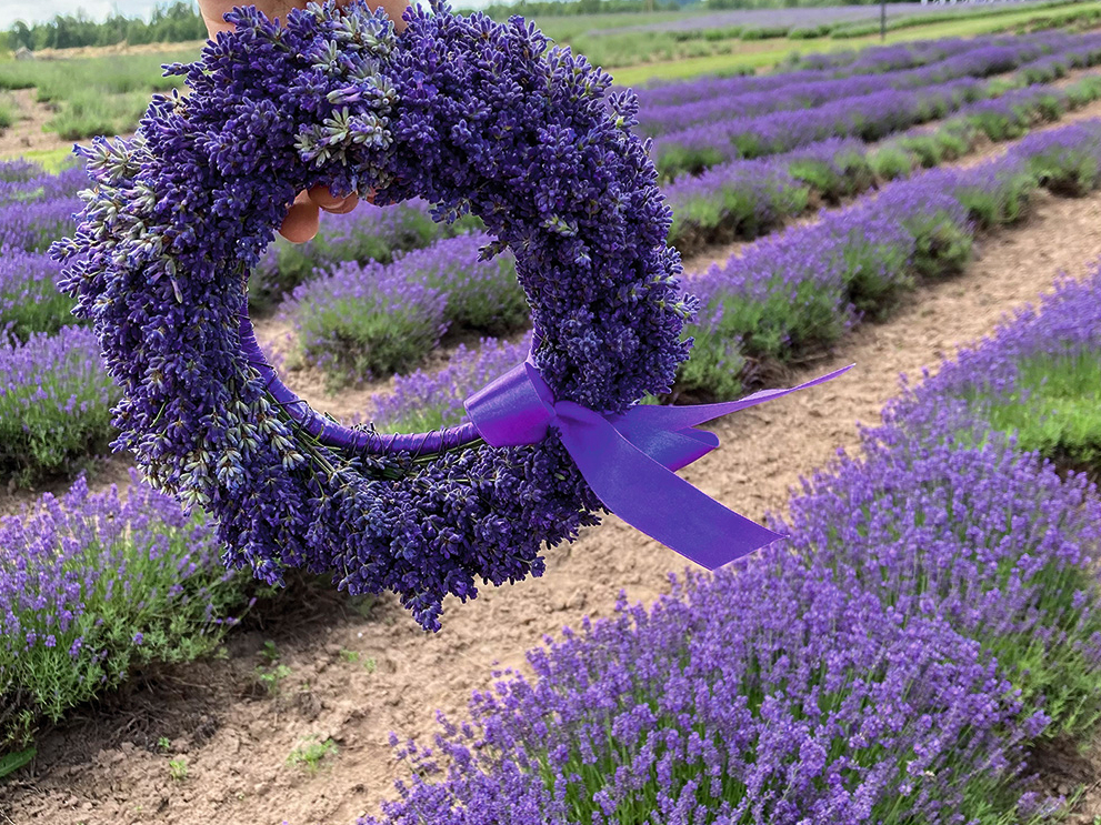 Ģimenes saimniecības "Lillas Lavender" lavandas lauki priecē saimniekus un viesus jau 14 gadus.