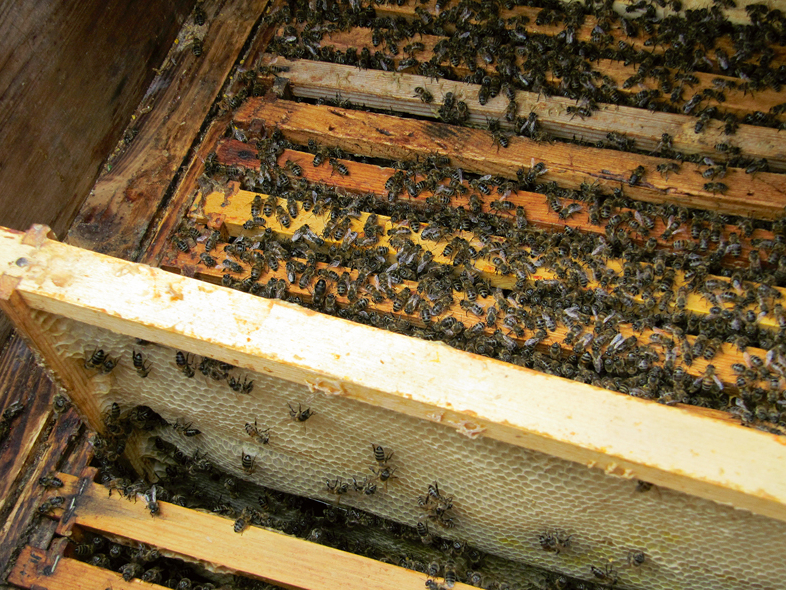 Jaunos rāmjus liek bišu ligzdas malās, nesadalot tos.