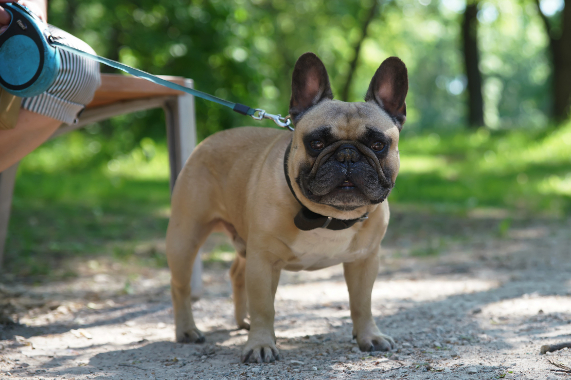 Ozolaines parks Duntes ielā. Franču buldogs.