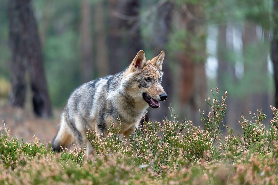 Vilks.