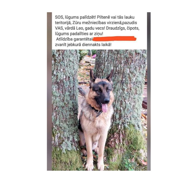 Par pazudušo suni saimnieki publicēja sludinājumu internetā, tas palīdzējis rast kādu pavedienu. Diemžēl suns jau bija nošauts...