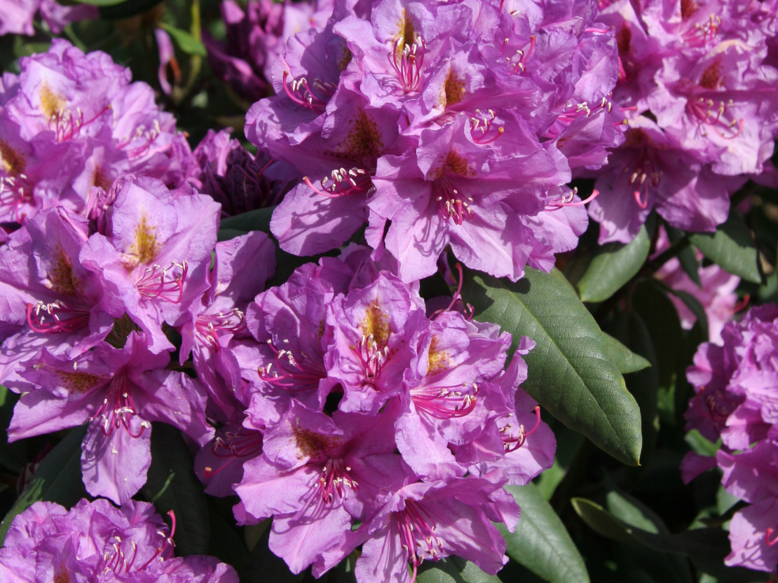 Rododendri.